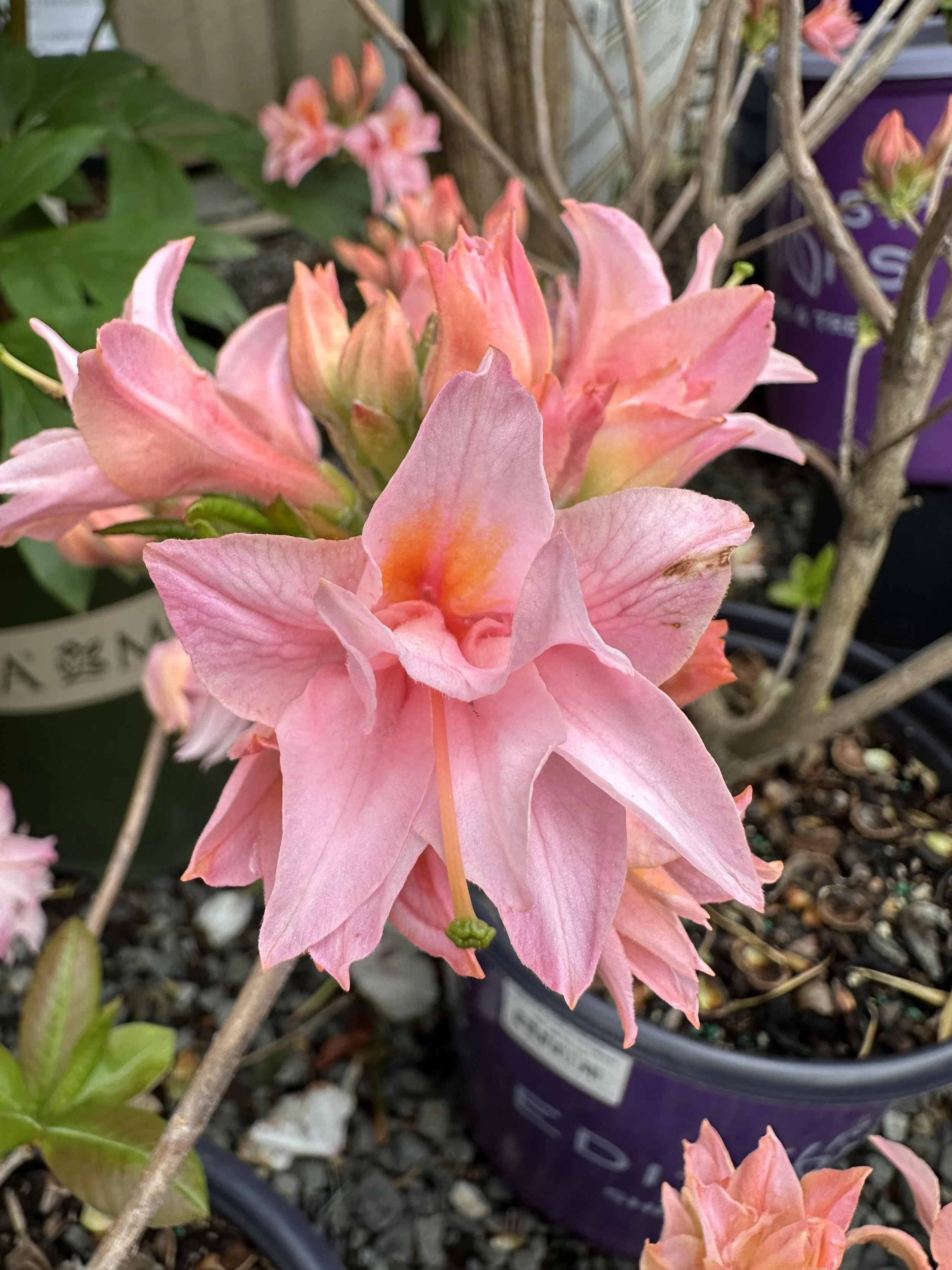Pink Deciduous Azaleas — Sunnyside Nursery