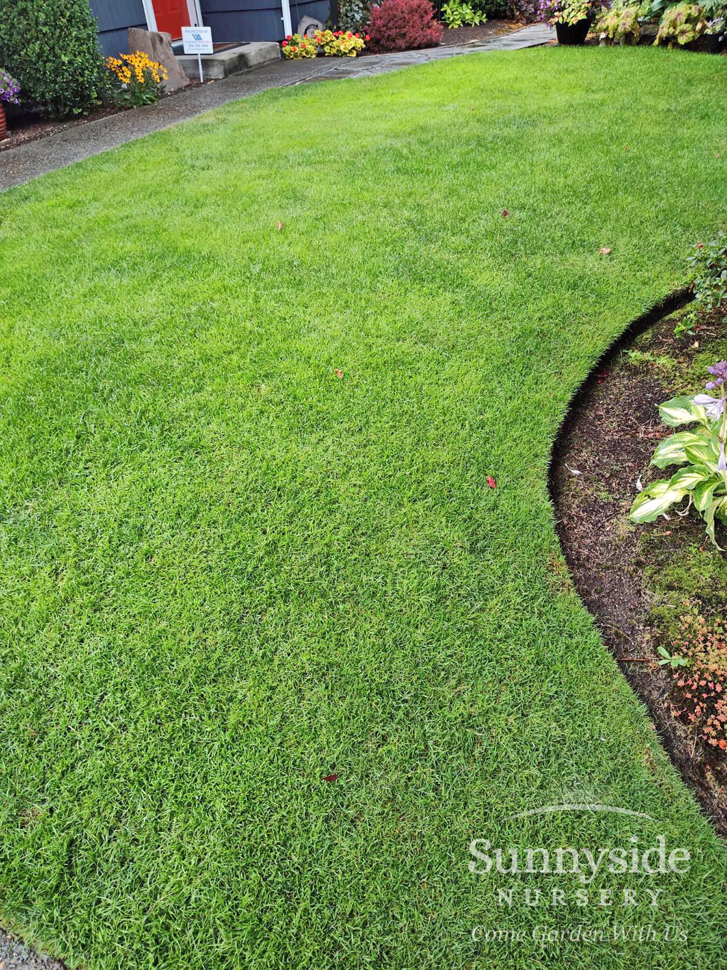 Ivory Reed Turf Tales Of Turf - Episode Two — Sunnyside Nursery