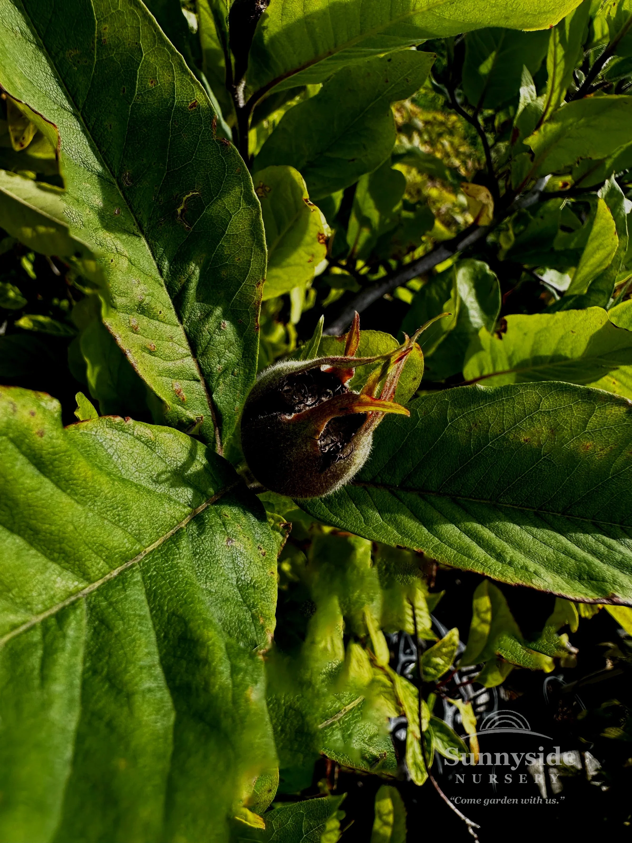 WM Medlar Nefle Tardive - SS.jpg