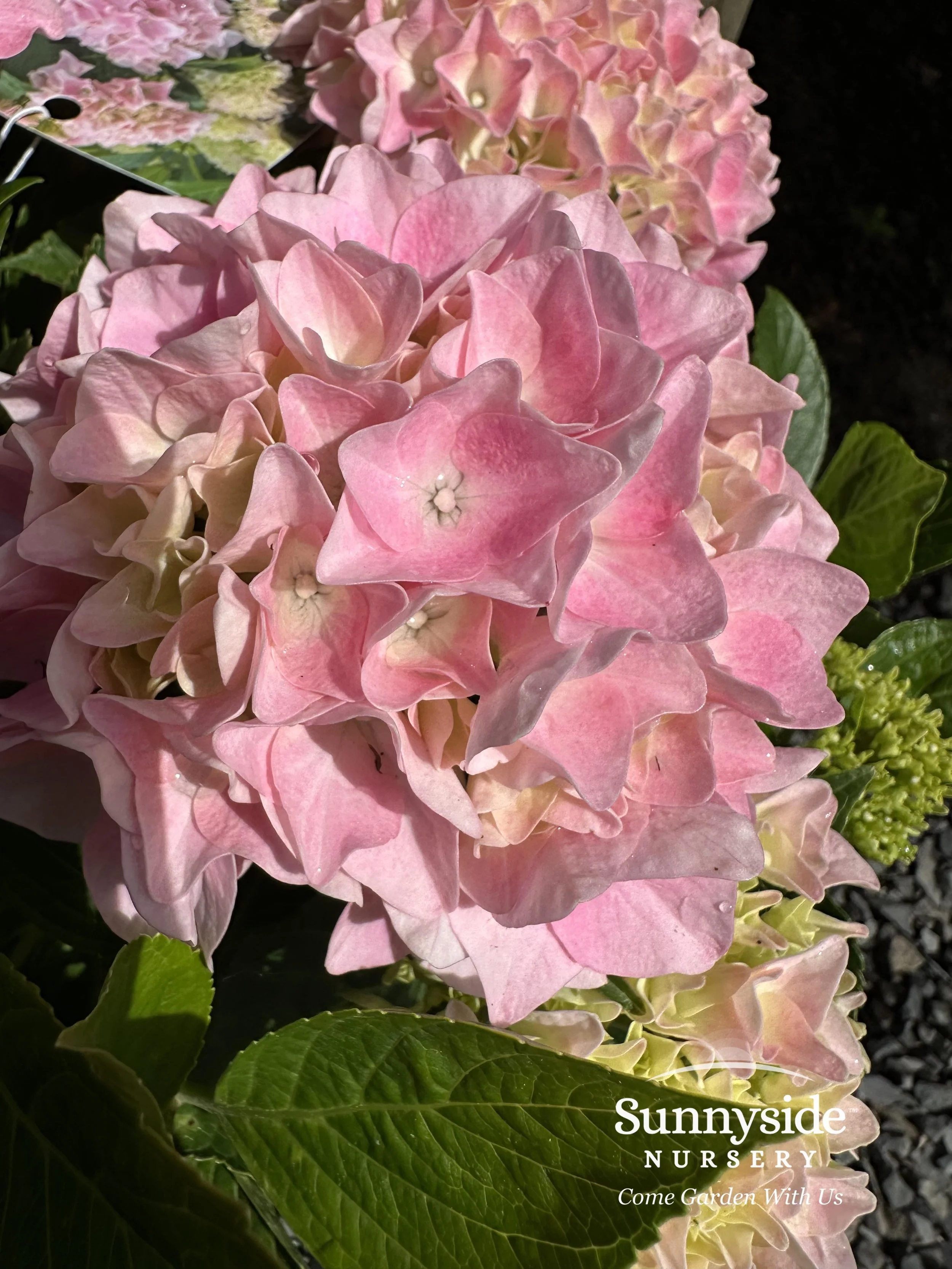 Seaside Serenade Hydrangeas — Sunnyside Nursery