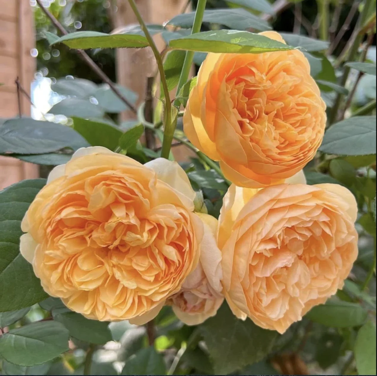 Brand New 2024 Roses — Sunnyside Nursery