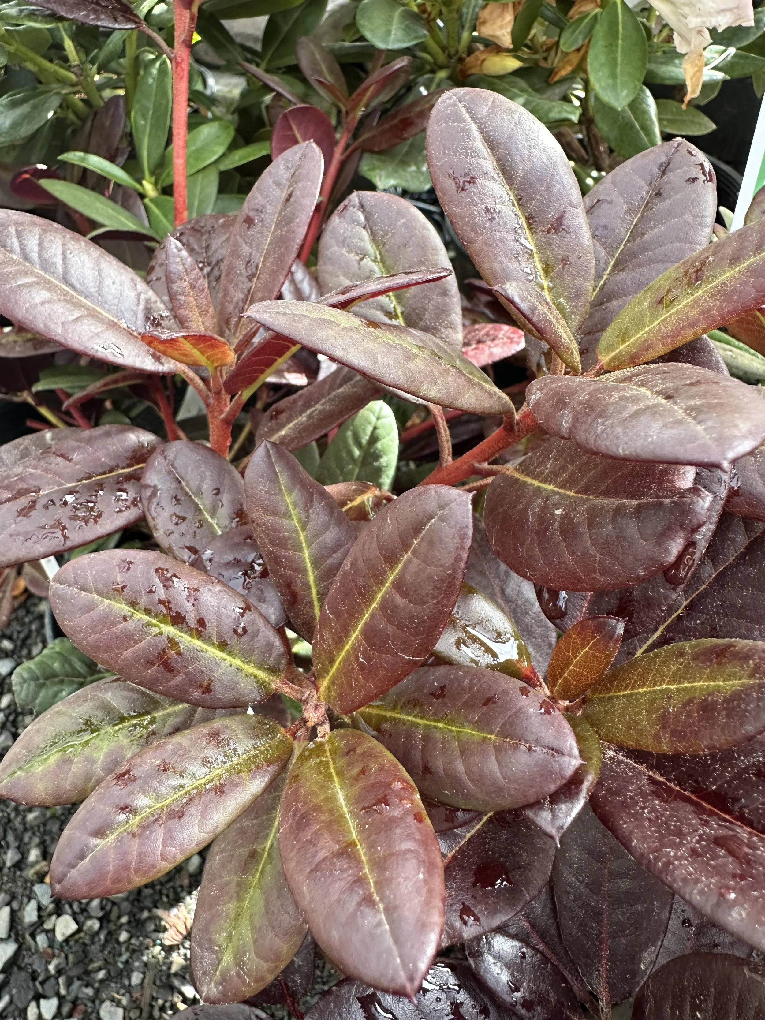 Red Rhododendrons — Sunnyside Nursery