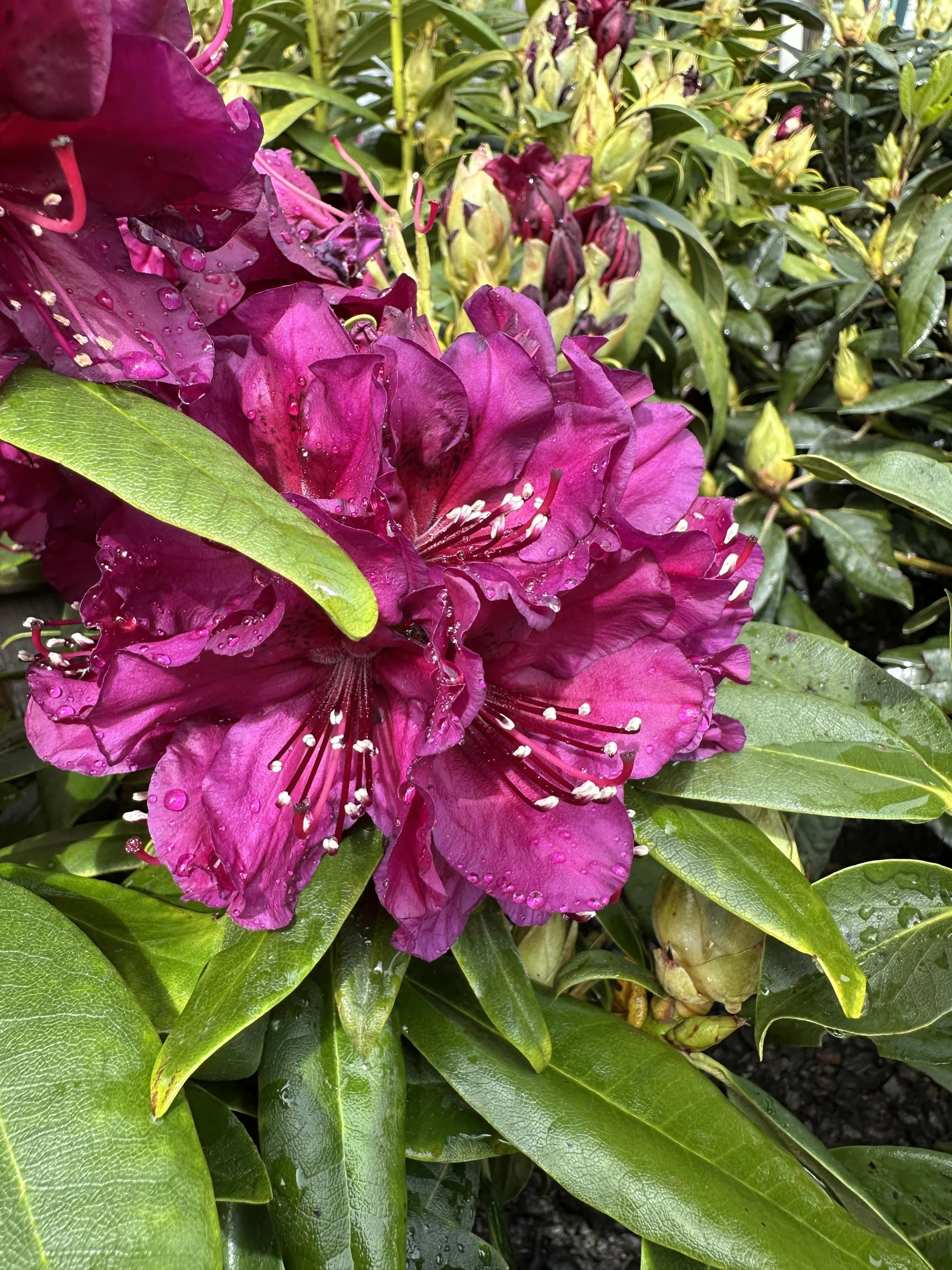 Blue & Purple Rhododendrons — Sunnyside Nursery
