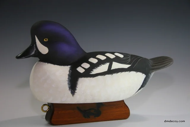 Barrow's Goldeneye - left