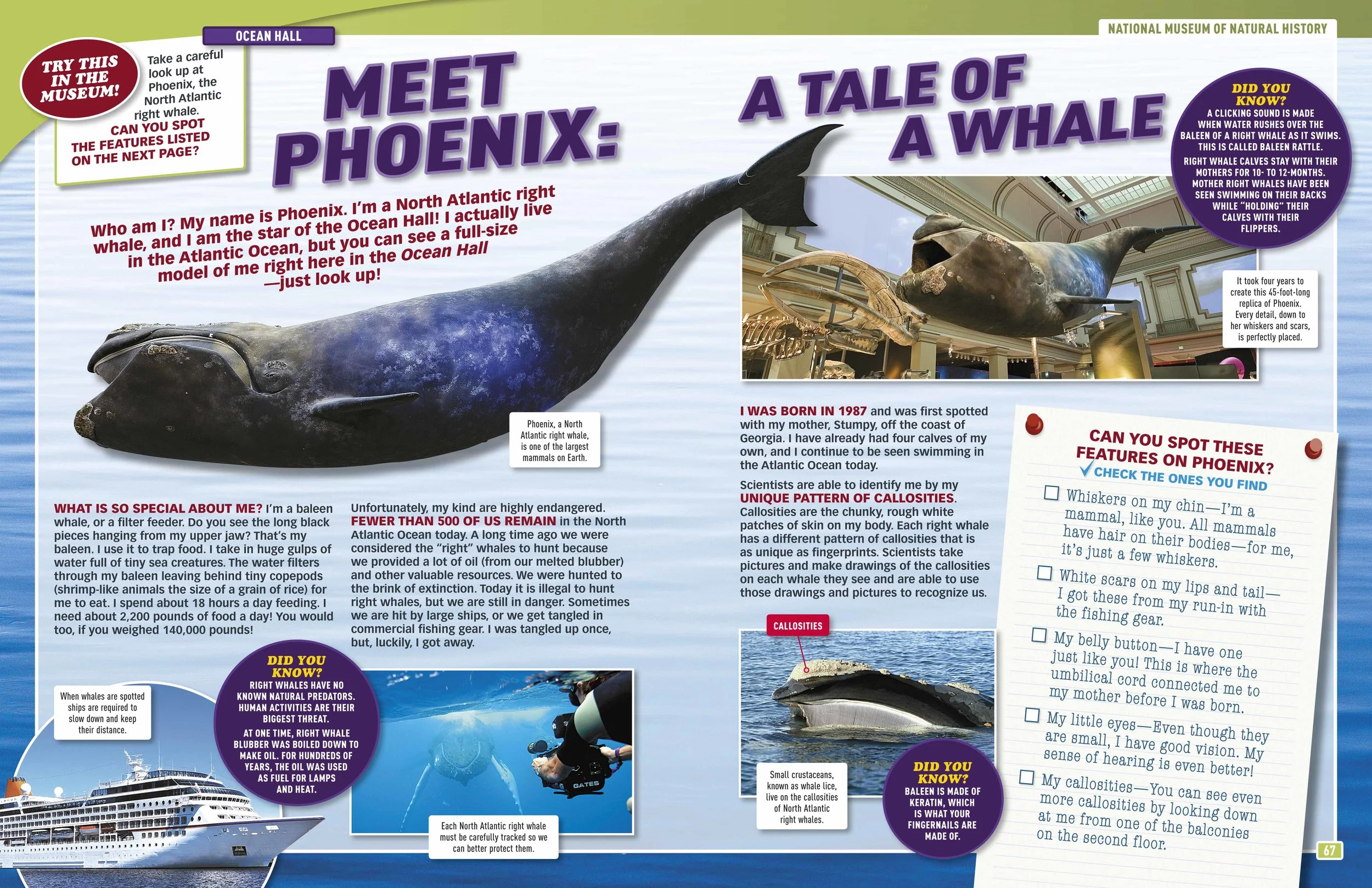 Phoenix, a life-size model of a North Atlantic right whale, is one of the National Museum of Natural History’s most popular displays. Here a checklist highlights features for the reader to look out for.