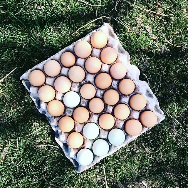 Well, it&rsquo;s spring now and we&rsquo;ve been finding a whole lotta eggs around! Fixing up the chicken coop is on the list but for now, the kids feel like it&rsquo;s an Easter egg hunt every day and are having a blast! 🌱 #springhassprung #eggsfor