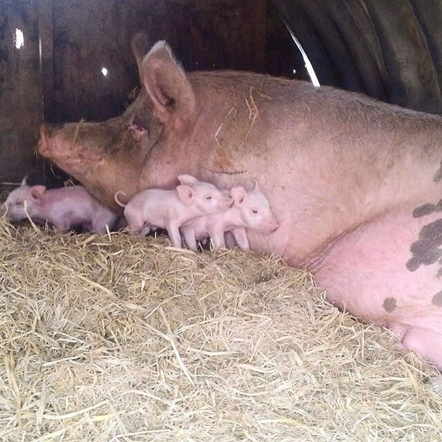 Six little surprise piggies! (There were nine but one was stillborn and two were squished by mama, as they do.) 🐽