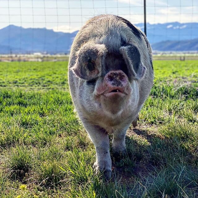 We ❤️ you, Dot. 🐽 Some pigs are just destined to remain pets.