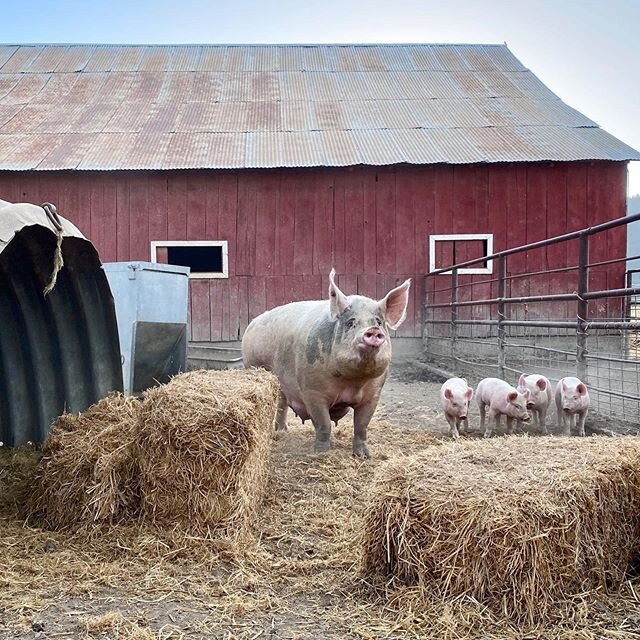 While this was a surprise litter...I think more breeding sows might be in our future. Can you blame us? We love having piglets around again! 🐽