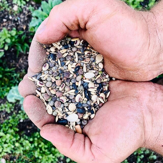 @farmschool.adventures partnered with @greencoverseed to start the beginning of transitioning the property into a food forest! This Milpa seed mix is planted as a cover crop (mixed varieties and full ground cover) and will help improve the health of 