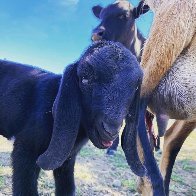 Baby goats today! And more to come in the next week! (Wilson the calf was very curious 😂) 💕