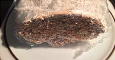 Growing King Oyster Mushrooms (Pleurotus eryngii) on Shrimp waste!