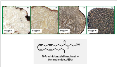 Truffles are wired, like humans, with enzymes active for metabolizing cannabinoids