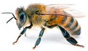 Apis mellifera , the Western Honey Bee