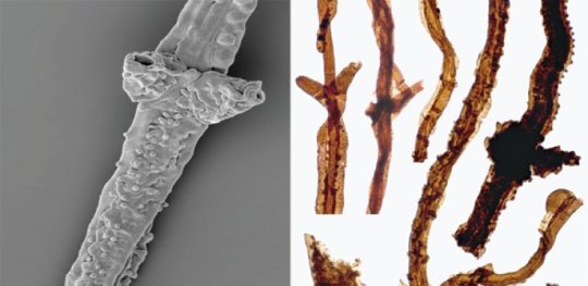 Filaments of Tortotubus. Credit: Martin R. Smith