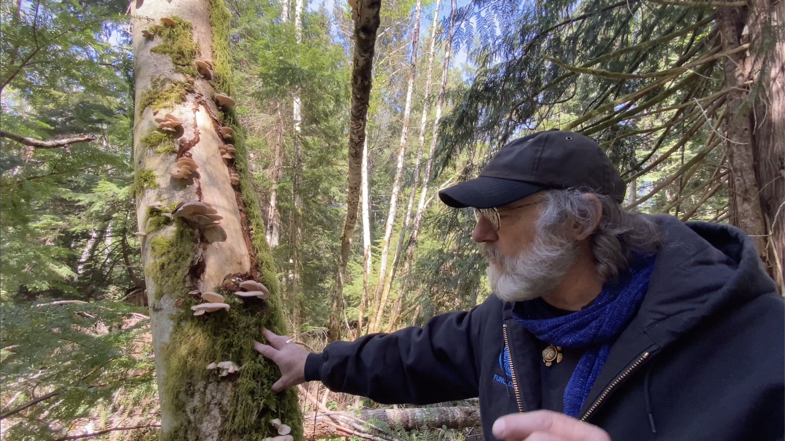 Oyster (Pleurotus ostreatus-pulmonarius, Pleurotus populinus) mushrooms are fruiting abundantly now!