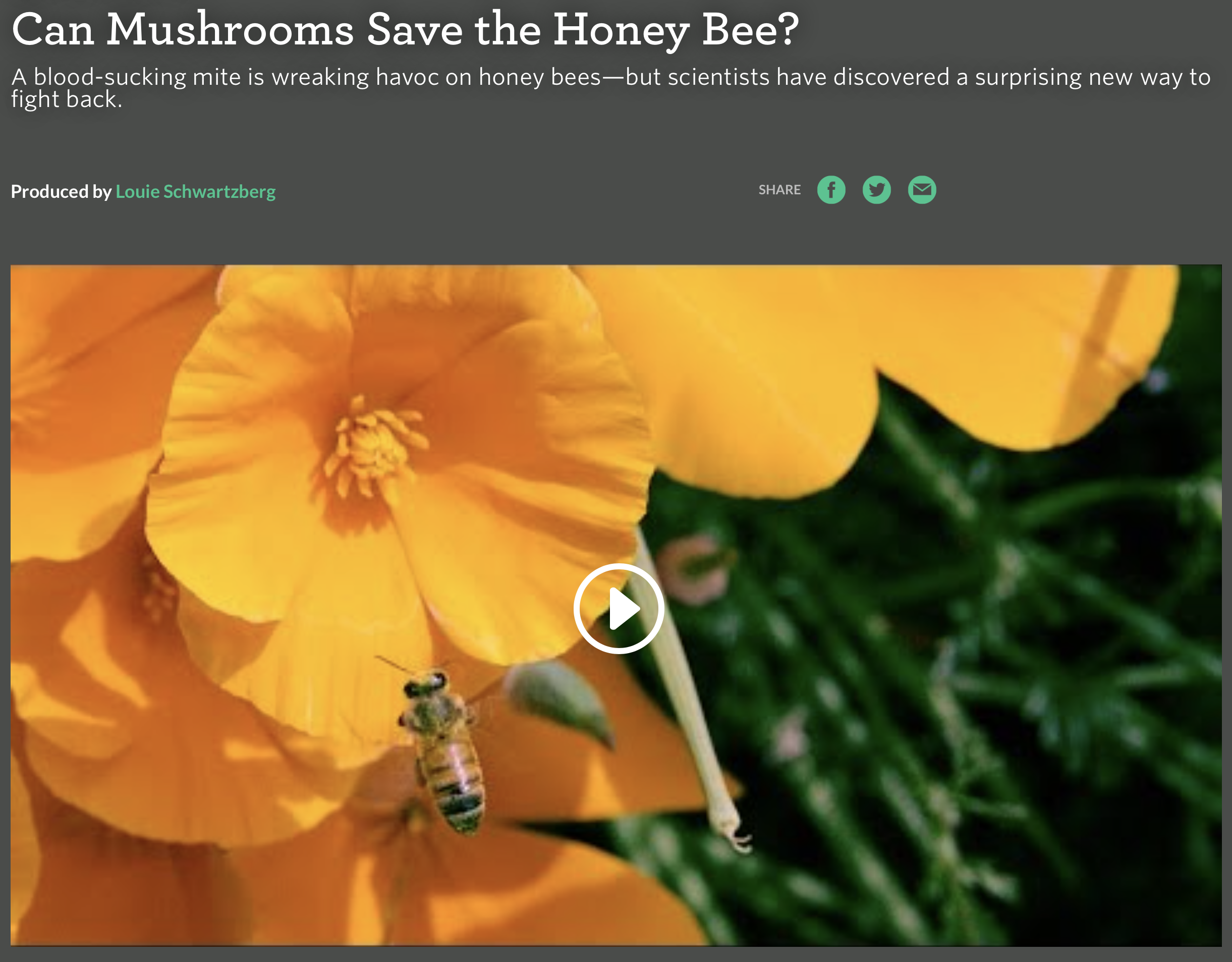 Can Mushrooms Save the Honey Bee? - bioGraphic