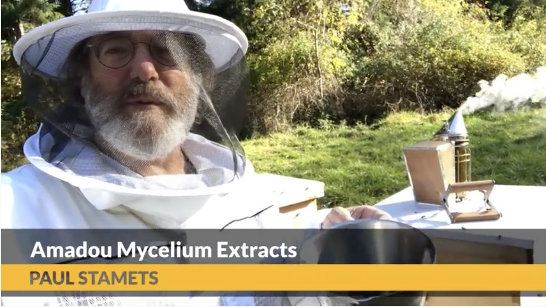 Bee Mushroomed fungal food: Amadou (Fomes fomentarius)