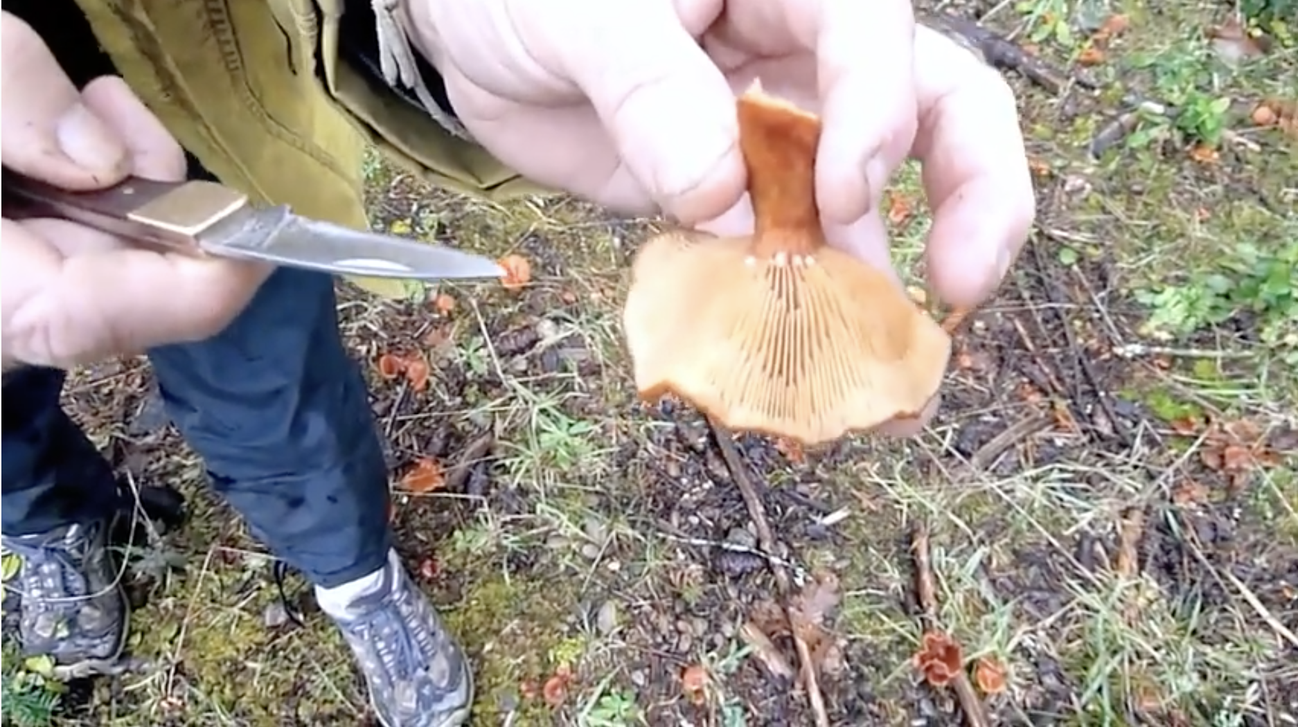 Paul Stamets finds Lactarius fragilis w/ Dusty Yao and Richard Gaines