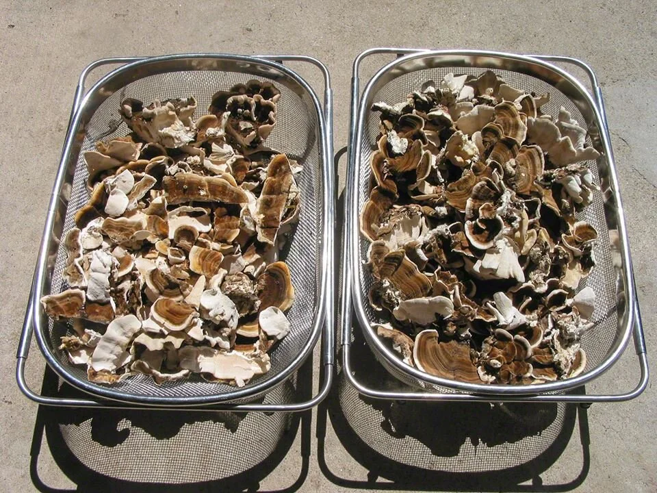 Turkey Tail Tree Stump Removal