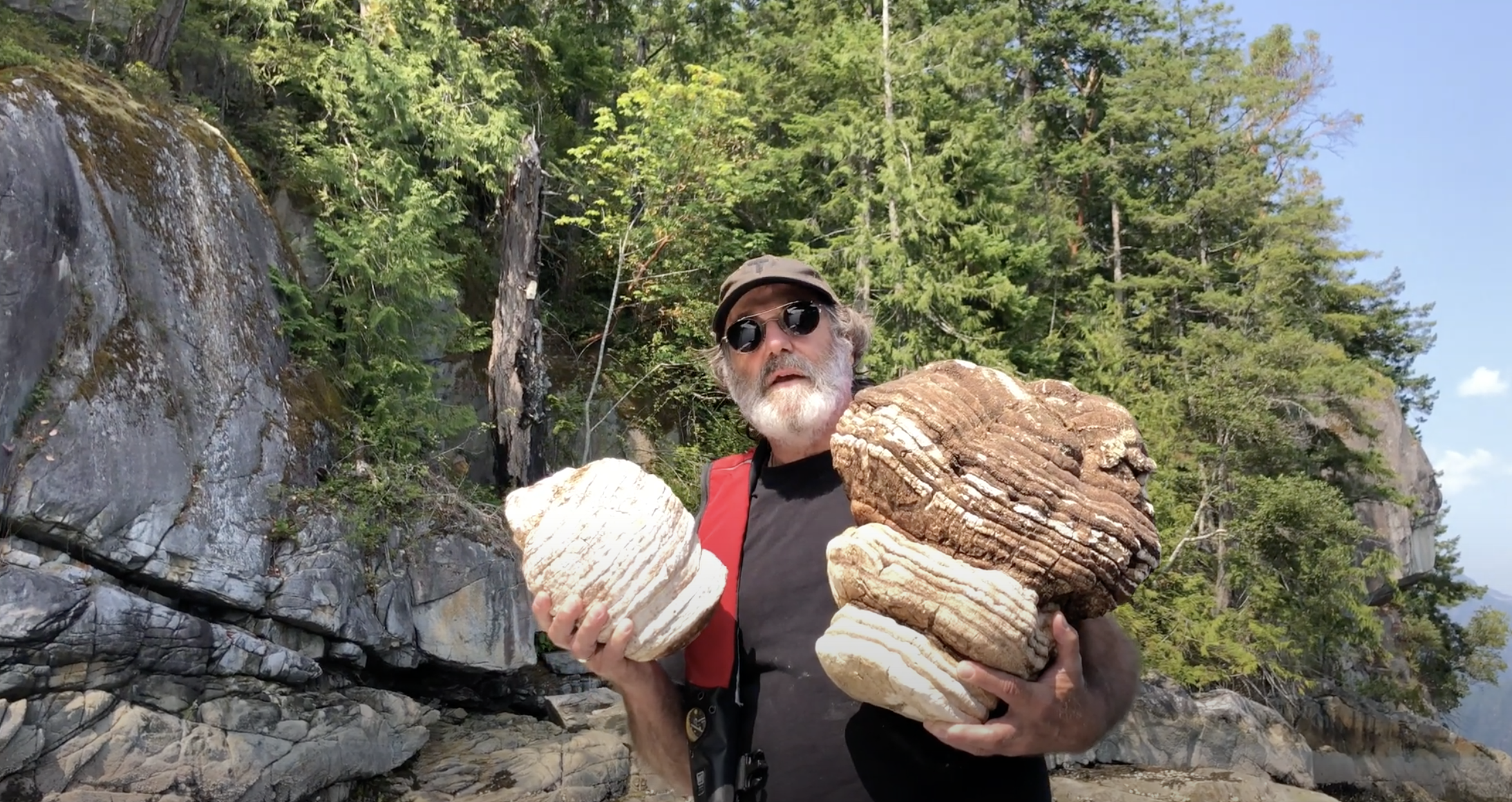 Deep dive: Fomitopsis officinalis Agarikon