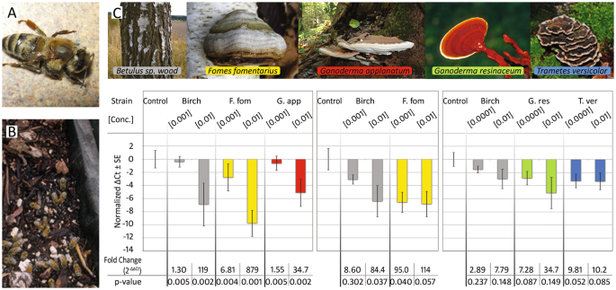 Extracts of Polypore Mushroom Mycelia Reduce Viruses in Honey Bees