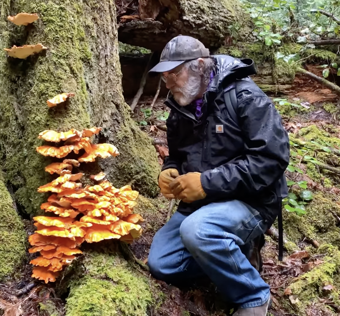 Finding and Cooking Chicken of the Woods Mushrooms