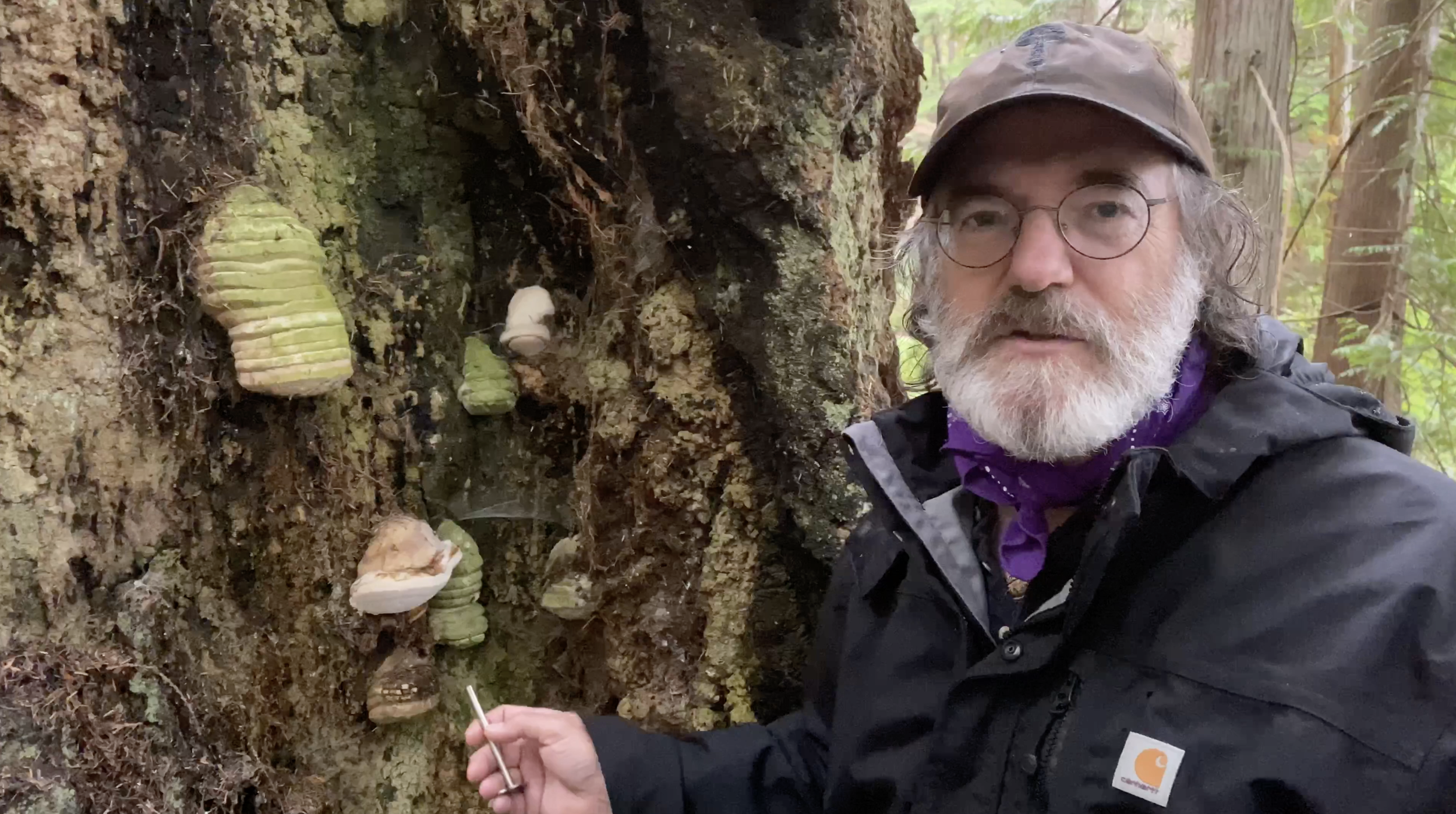 Cloning Agarikon to save its Mycodiversity