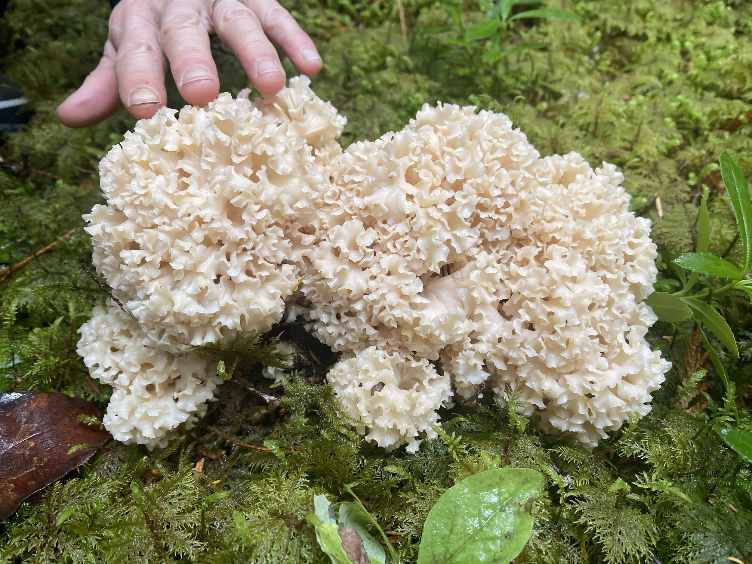 Sparassis Crispa in the Old Growth