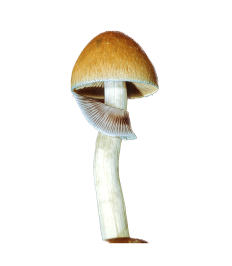LIVRE : Hallucinants champignons, de Paul Stamets