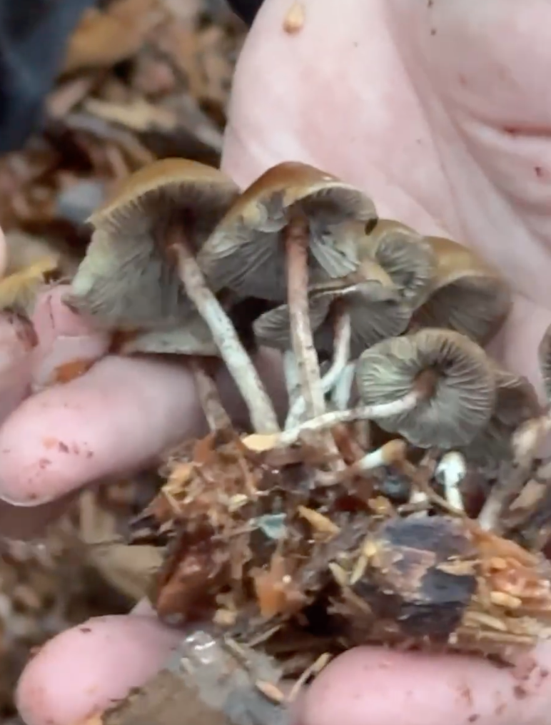 Hypholoma dispersum