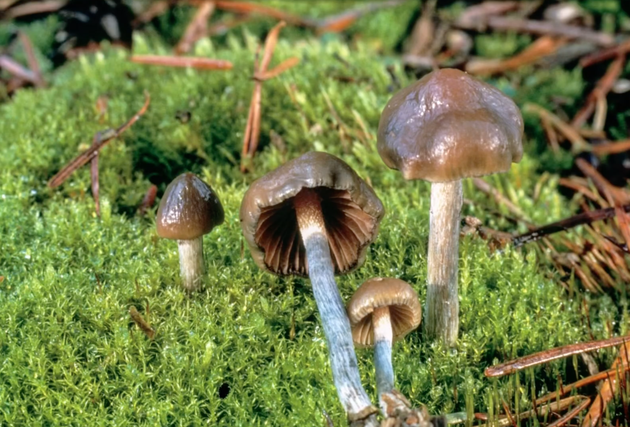 Psilocybe Pronunciation 