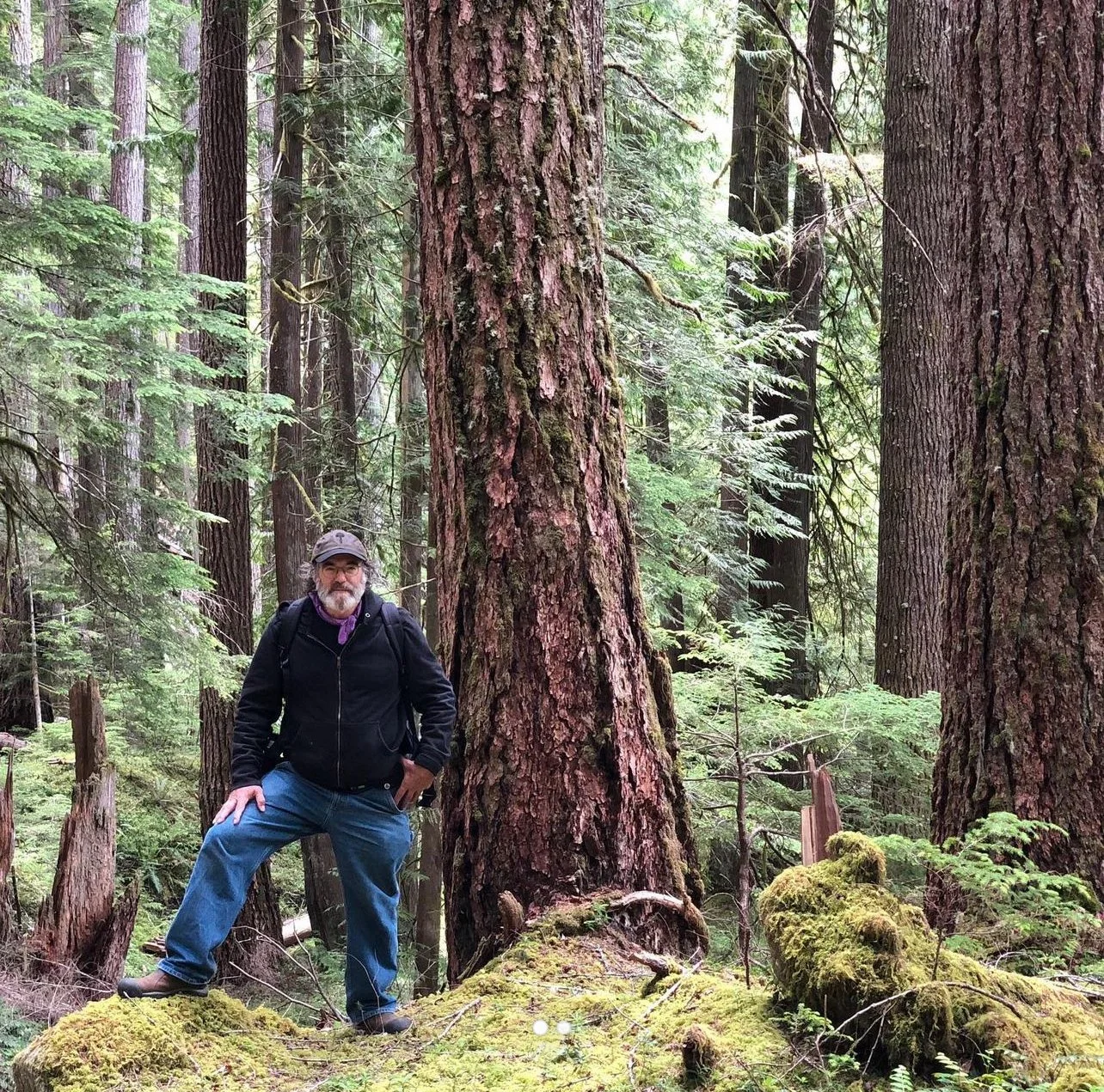Old-Growth Forest Preservation Plan