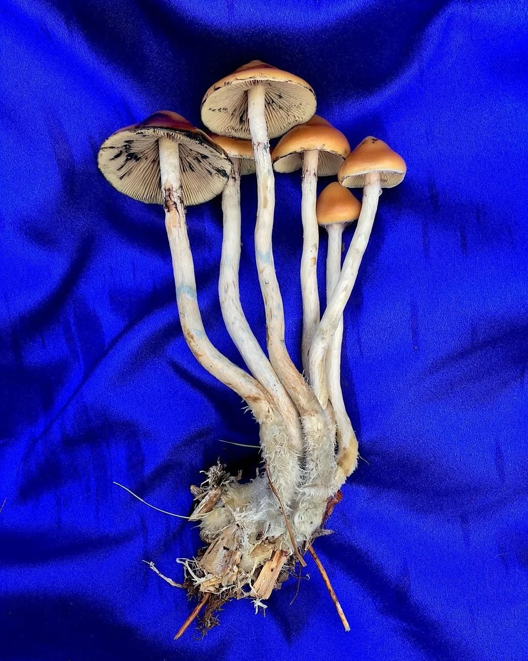 Largest Diversity Study of Psilocybin Investigated Evolution of Psychoactive Psilocybin Production 