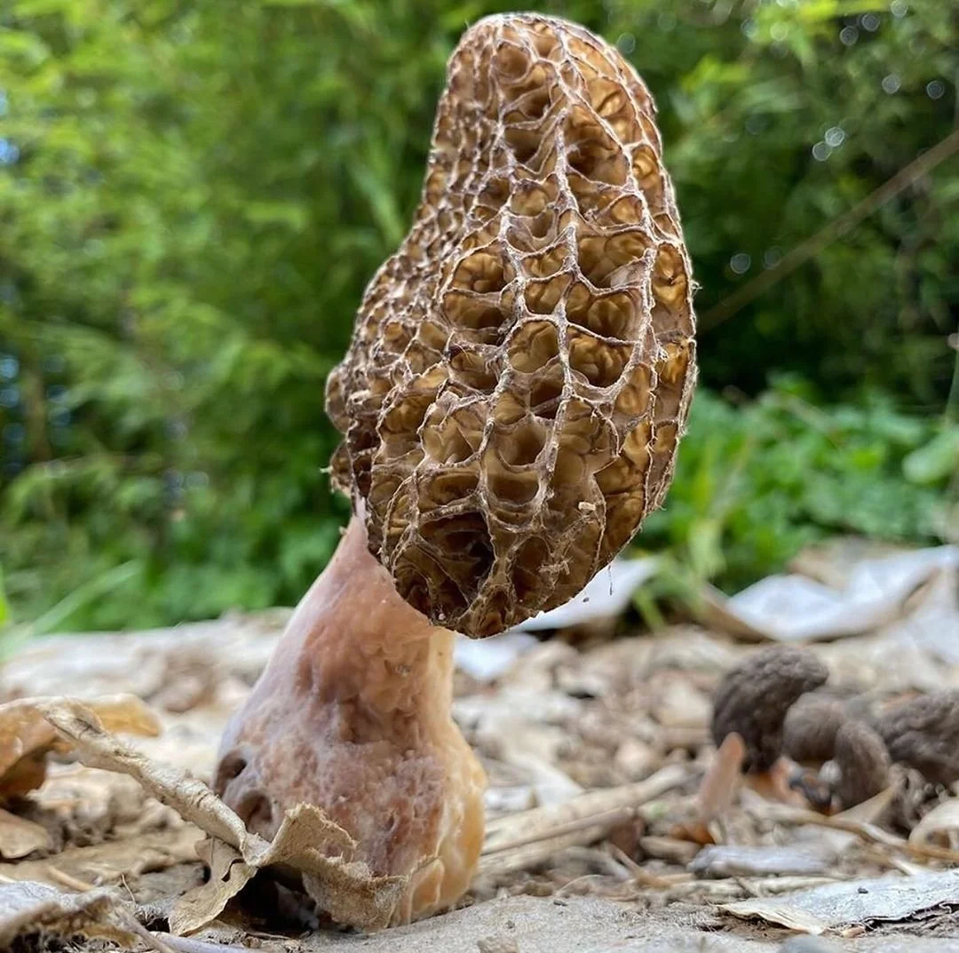 Cook Your Morels!