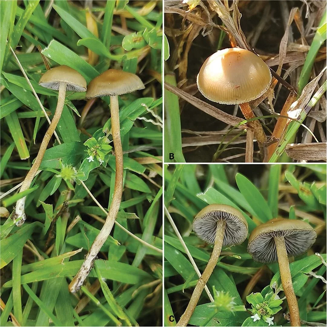 Two New Psychoactive Species
