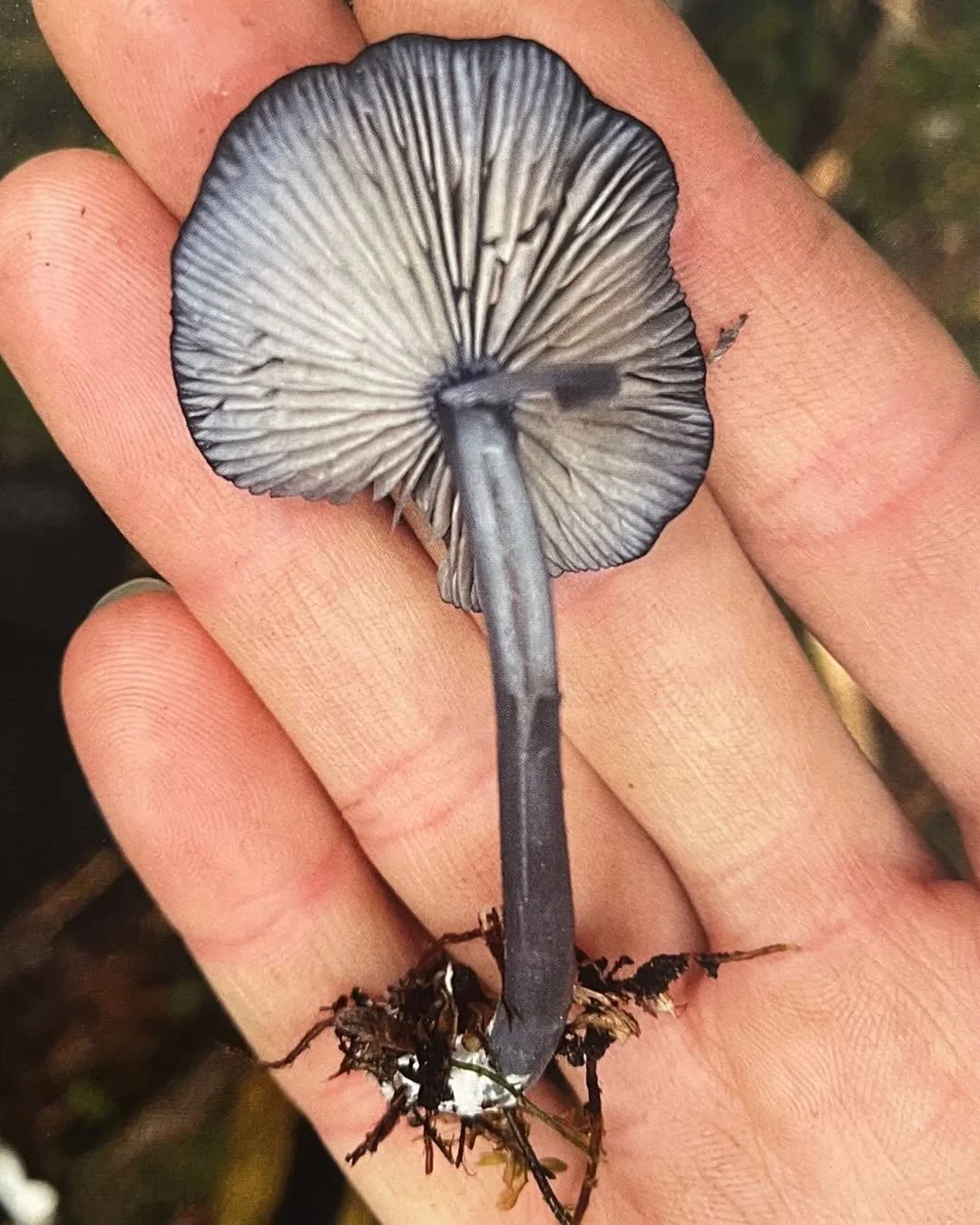 Psilocybin Mushrooms in Their Natural Habitats
