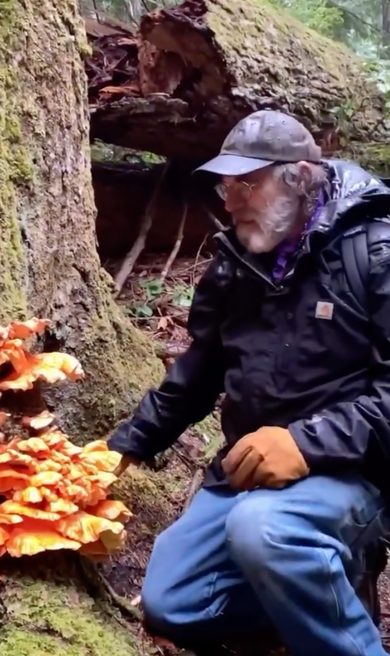 Chicken of the Woods