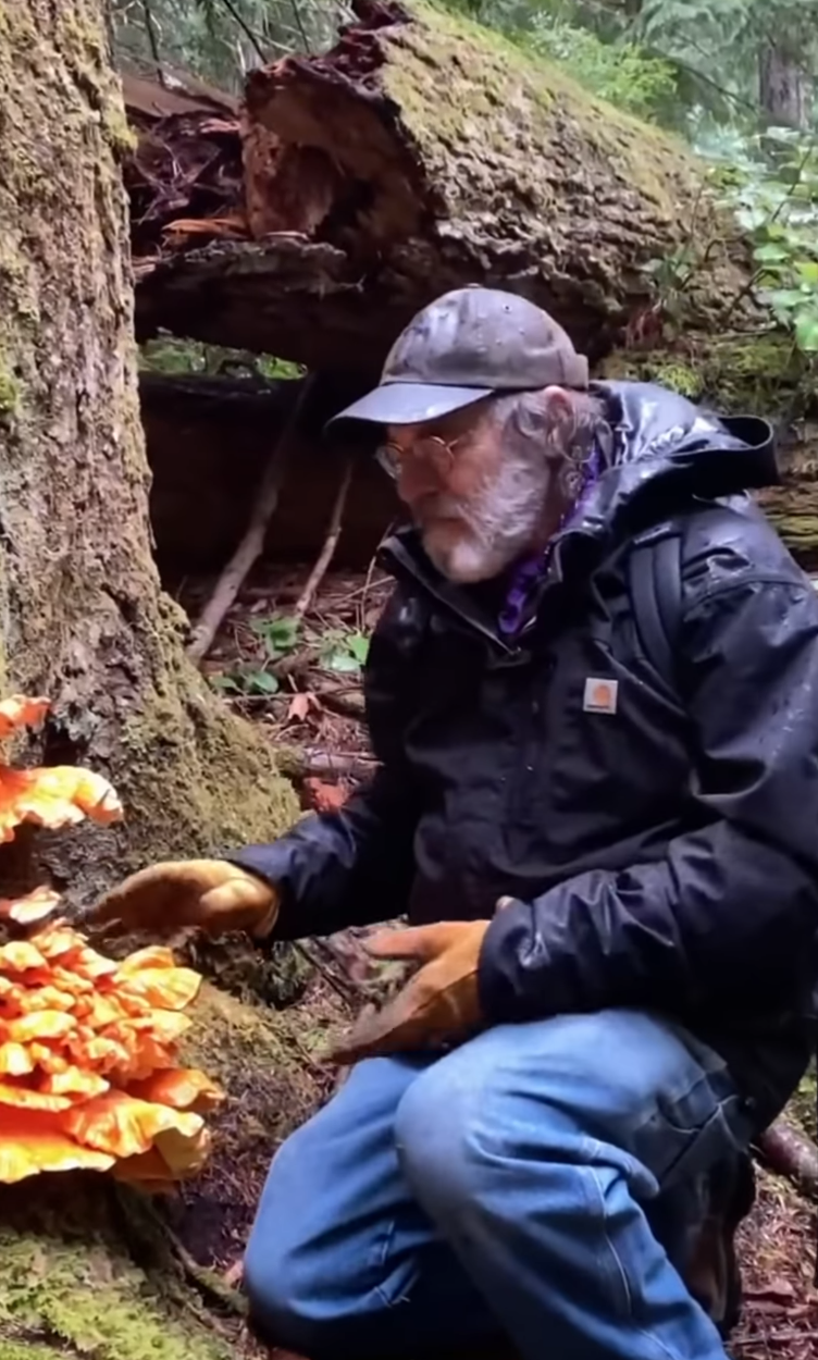 Chicken of the Woods