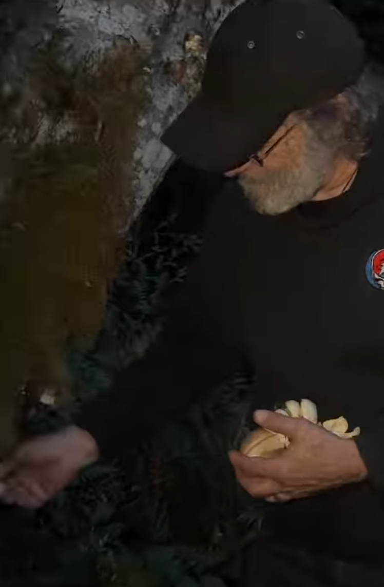 Oyster Mushrooms