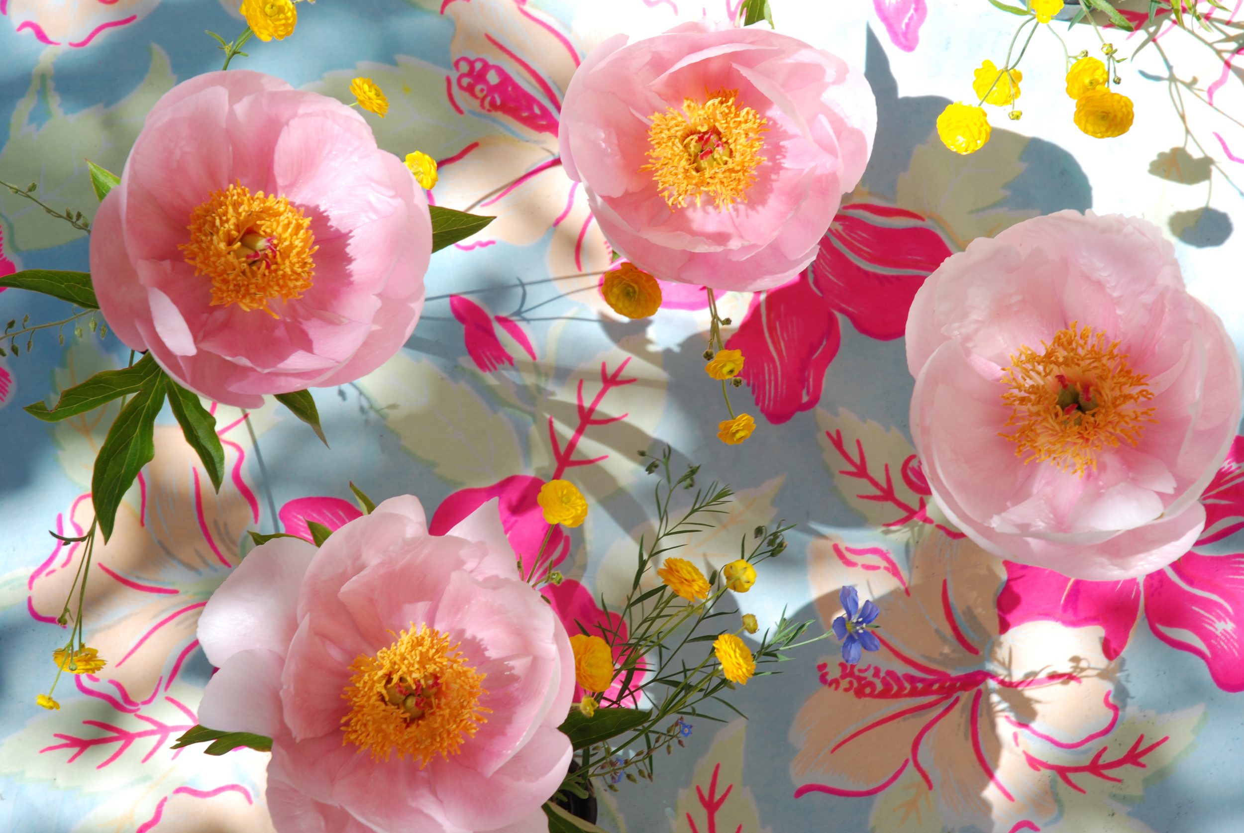 Pink Peonies