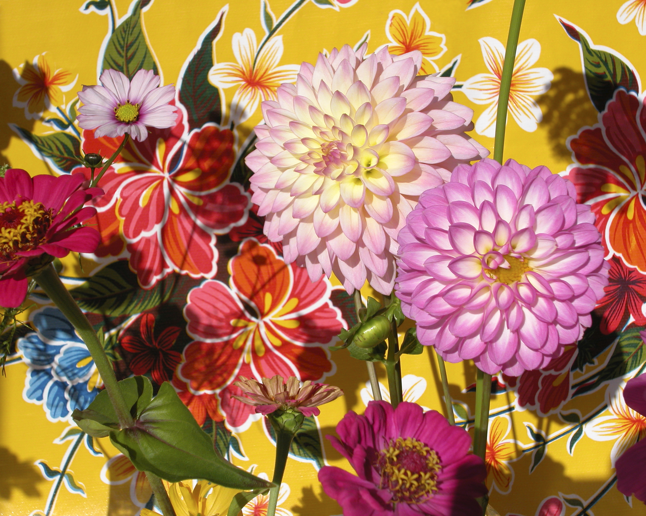 Yellow, Dahlias