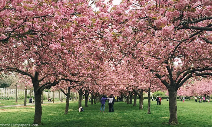hanami-1.jpg