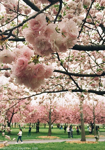 hanami-3.jpg
