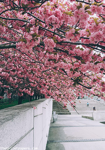 hanami-6.jpg