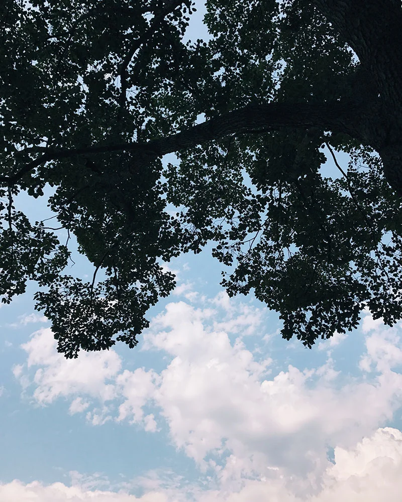 clouds-trees.jpg