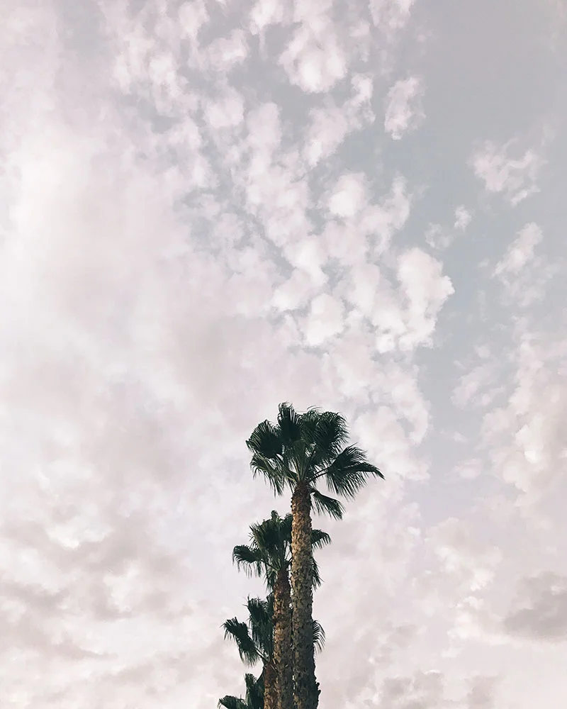 palmtrees-03.jpg