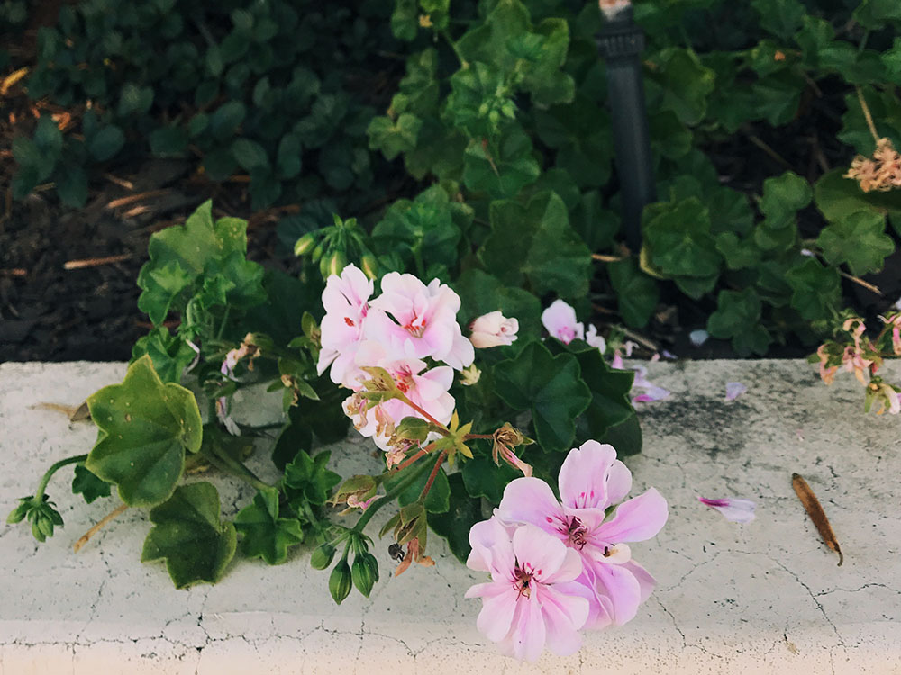 flowers.jpg