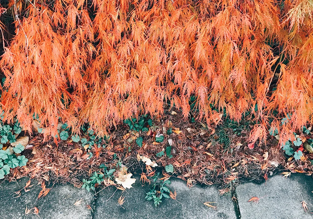 sun-foliage-05.jpg
