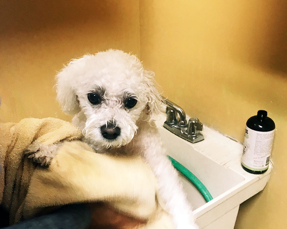 pups-bath.jpg